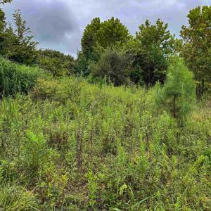 Photo #30 of TBA OLD GREEN MOUNTAIN RD, ESMONT, VA 57.7 acres