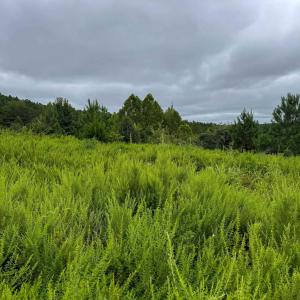 Photo #9 of TBA OLD GREEN MOUNTAIN RD, ESMONT, VA 57.7 acres