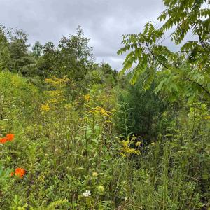 Photo #18 of TBA OLD GREEN MOUNTAIN RD, ESMONT, VA 57.7 acres
