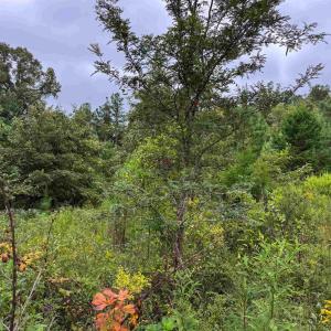Photo #19 of TBA OLD GREEN MOUNTAIN RD, ESMONT, VA 57.7 acres