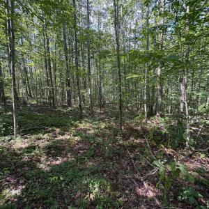 Photo #2 of Part of TM 24-1 MITCHELL MOUNTAIN RD, HAYWOOD, VA 39.2 acres