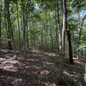 Photo #1 of Part of TM 24-1 MITCHELL MOUNTAIN RD, HAYWOOD, VA 39.2 acres