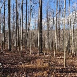 Photo #16 of Part of TM 24-1 MITCHELL MOUNTAIN RD, HAYWOOD, VA 39.2 acres