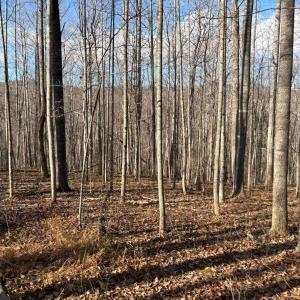 Photo #15 of Part of TM 24-1 MITCHELL MOUNTAIN RD, HAYWOOD, VA 39.2 acres