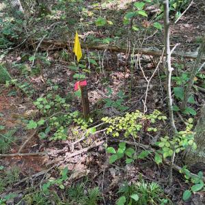 Photo #6 of TM 23-5A MITCHELL MOUNTAIN RD, HAYWOOD, VA 39.2 acres