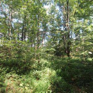 Photo #5 of SEMINOLE TRL, ROCHELLE, VA 4.7 acres