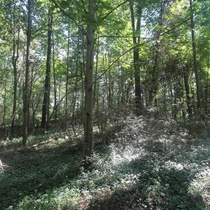 Photo #8 of SEMINOLE TRL, ROCHELLE, VA 4.7 acres