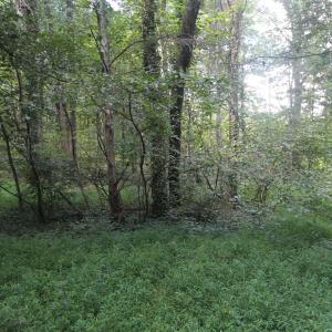 Photo #10 of SEMINOLE TRL, ROCHELLE, VA 4.7 acres