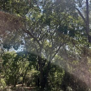 Photo #30 of 1630 BUCK RD, CROZET, VA 25.3 acres