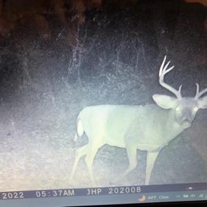 Photo #10 of ROCKY BRANCH RD, LURAY, VA 71.0 acres