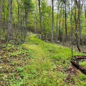 Photo #4 of ROCKY BRANCH RD, LURAY, VA 71.0 acres