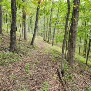 Photo #2 of ROCKY BRANCH RD, LURAY, VA 71.0 acres