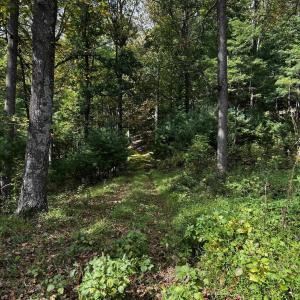 Photo #1 of ROCKY BRANCH RD, LURAY, VA 71.0 acres