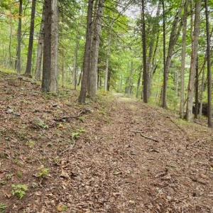 Photo #3 of ROCKY BRANCH RD, LURAY, VA 71.0 acres