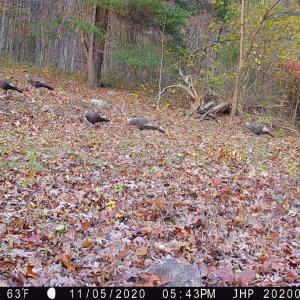 Photo #12 of ROCKY BRANCH RD, LURAY, VA 71.0 acres