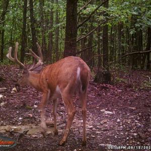 Photo #11 of ROCKY BRANCH RD, LURAY, VA 71.0 acres