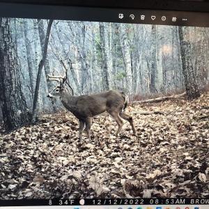 Photo #9 of ROCKY BRANCH RD, LURAY, VA 71.0 acres