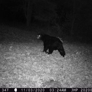 Photo #14 of ROCKY BRANCH RD, LURAY, VA 71.0 acres