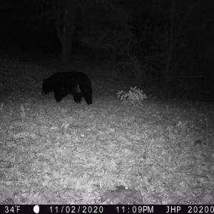 Photo #13 of ROCKY BRANCH RD, LURAY, VA 71.0 acres