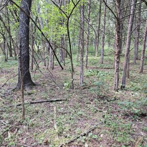 Photo #4 of 3.39 acres MOSSY CREEK RD, MOUNT SOLON, VA 3.4 acres