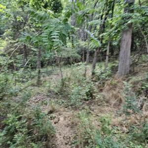 Photo #3 of 3.39 acres MOSSY CREEK RD, MOUNT SOLON, VA 3.4 acres