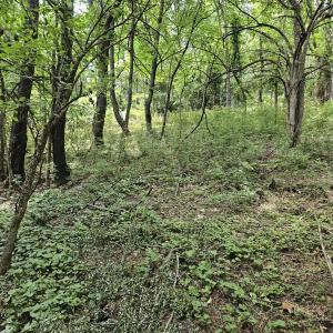 Photo #5 of 3.39 acres MOSSY CREEK RD, MOUNT SOLON, VA 3.4 acres