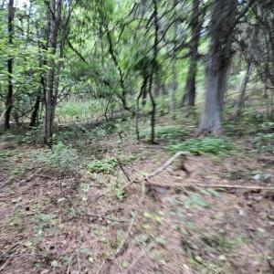 Photo #2 of 3.39 acres MOSSY CREEK RD, MOUNT SOLON, VA 3.4 acres