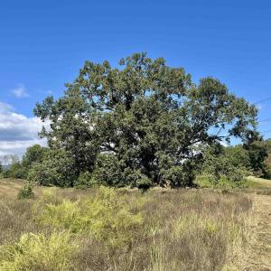 Photo #39 of MIDWAY RD, CHARLOTTESVILLE, VA 66.8 acres