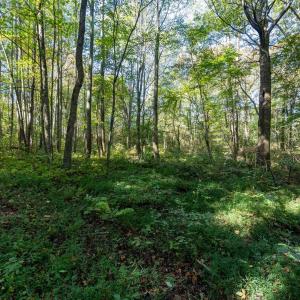 Photo #8 of ORANGE RD, PRATTS, VA 11.0 acres