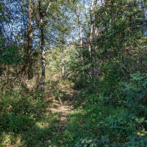 Photo #3 of ORANGE RD, PRATTS, VA 11.0 acres