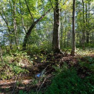 Photo #6 of ORANGE RD, PRATTS, VA 11.0 acres