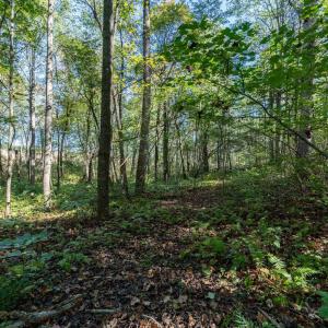 Photo #9 of ORANGE RD, PRATTS, VA 11.0 acres