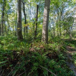 Photo #7 of ORANGE RD, PRATTS, VA 11.0 acres