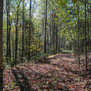 Photo #22 of 13630 CRABTREE FALLS HWY, TYRO, VA 22.8 acres