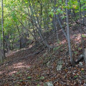 Photo #25 of 13630 CRABTREE FALLS HWY, TYRO, VA 22.8 acres