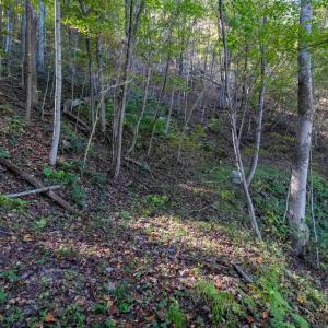 Photo #9 of 13630 CRABTREE FALLS HWY, TYRO, VA 22.8 acres