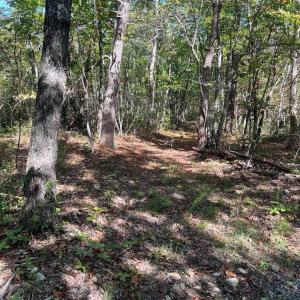 Photo #5 of tbd GERTIES LN, STUARTS DRAFT, VA 10.3 acres
