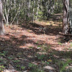 Photo #3 of tbd GERTIES LN, STUARTS DRAFT, VA 10.3 acres