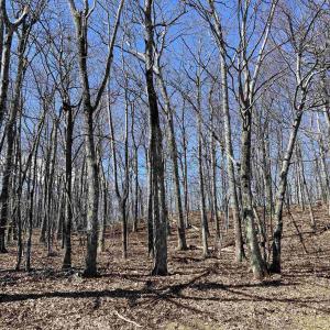 Photo #4 of 1025 BLUE RIDGE DR, WINTERGREEN RESORT, VA 0.5 acres