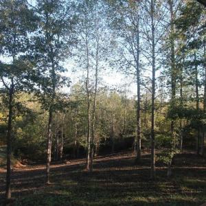 Photo #7 of TBD BATESVILLE RD, AFTON, VA 2.0 acres