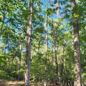 Photo #9 of 87 OLD FORK LN, PALMYRA, VA 8.1 acres