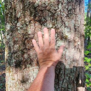 Photo #10 of 87 OLD FORK LN, PALMYRA, VA 8.1 acres