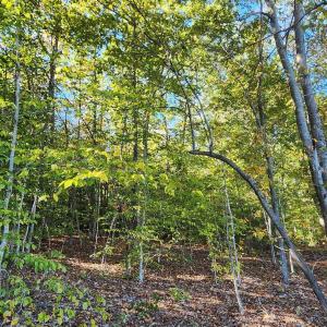 Photo #7 of 87 OLD FORK LN, PALMYRA, VA 8.1 acres