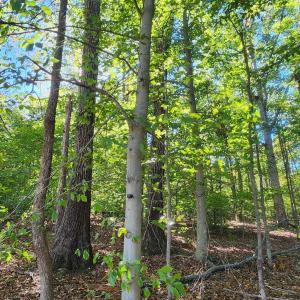 Photo #8 of 87 OLD FORK LN, PALMYRA, VA 8.1 acres