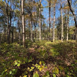 Photo #7 of Lot D, TM 24-30 HOOVER RD, REVA, VA 4.5 acres