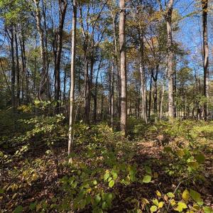 Photo #6 of Lot E, TM 24-30 HOOVER RD, REVA, VA 7.3 acres