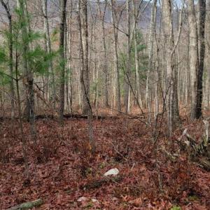 Photo #23 of tbd MIRACLE RIDGE RD, ELKTON, VA 35.9 acres