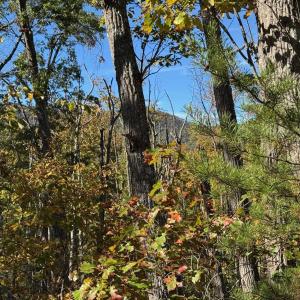 Photo #4 of tbd MIRACLE RIDGE RD, ELKTON, VA 35.9 acres