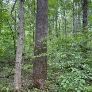 Photo #1 of Lot 2 WALDROP CHURCH RD, LOUISA, VA 3.3 acres