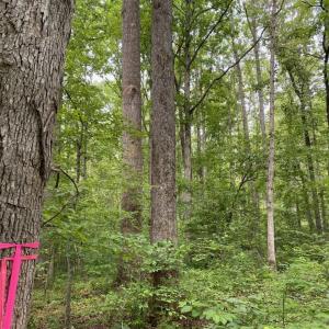 Photo #2 of Lot 2 WALDROP CHURCH RD, LOUISA, VA 3.3 acres